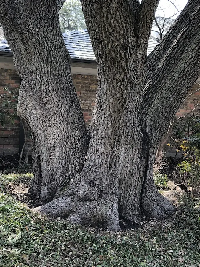 Mature heritage tree close to a Shelby property cared for by certified arborists